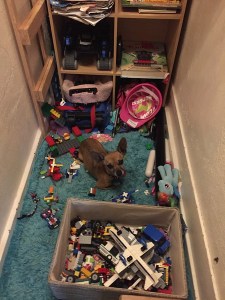 Chihuahua small dog in middle of mess of toys on rug in closet