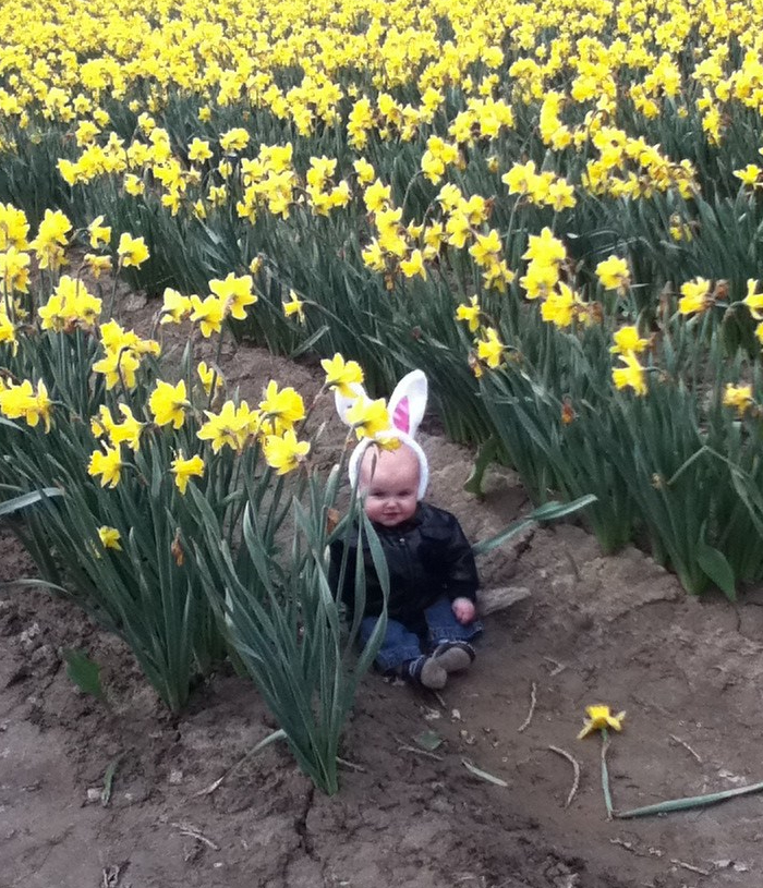 Infant sitting in field of daffodils wearing white bunny ears on headband