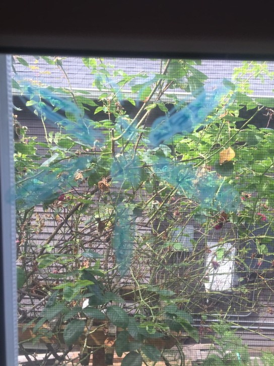 Dragonfly stencil colored on glass with window markers