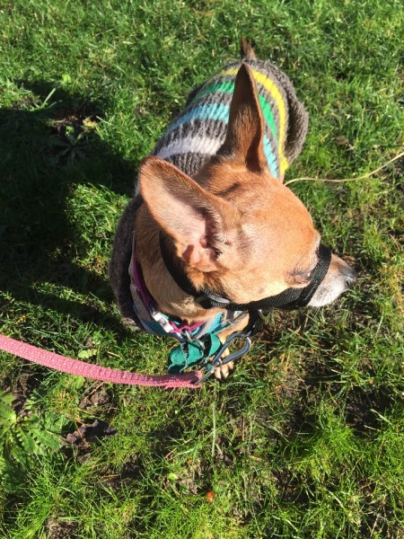 Chihuahua dog wearing extra small Halti headcollar in black outside on grass