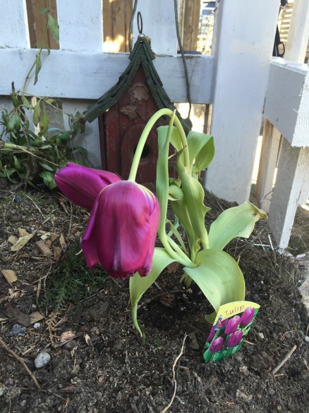 Purple tulip planted by child