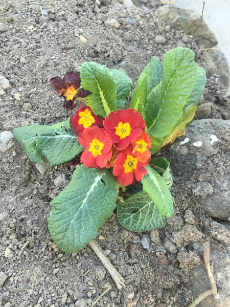 Pansy flower plant planted by child in dirt yard