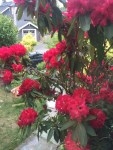 red rhododendron bush in flower outside window