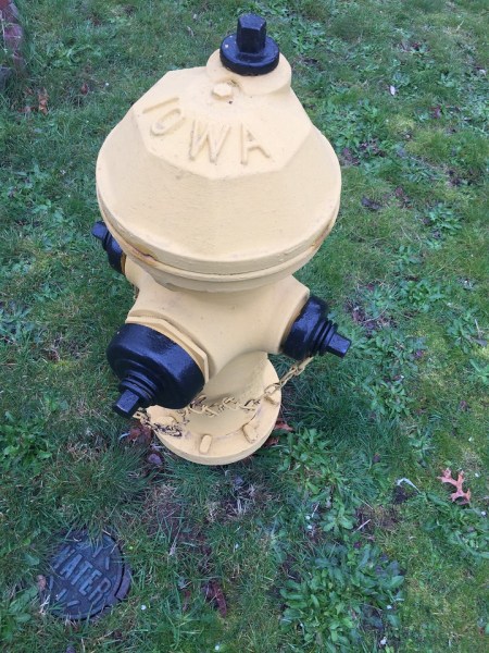 Yellow fire hydrant in the grass