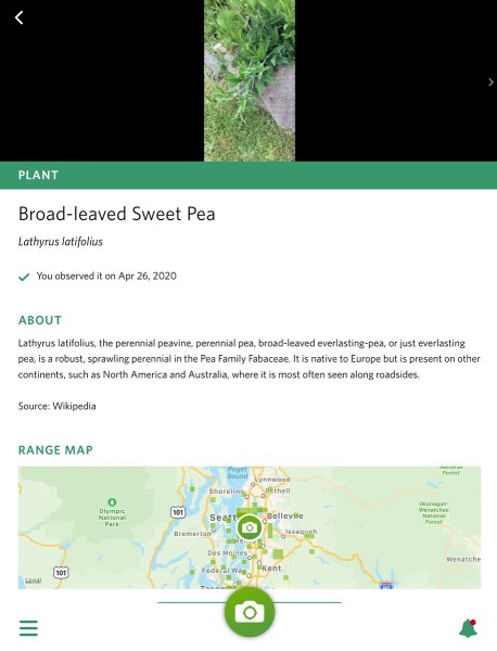 iNaturalist Seek App Sweet Pea species plant identification