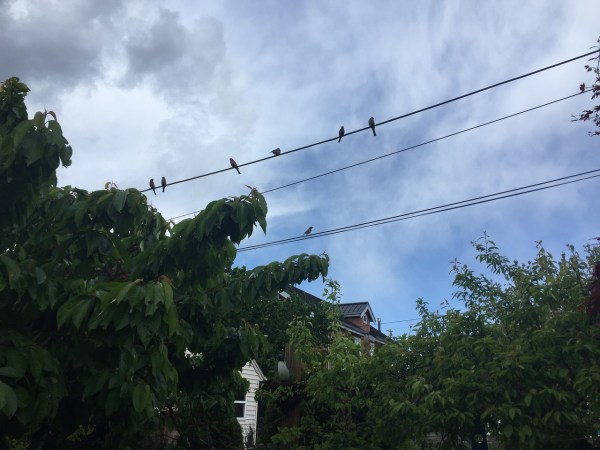 Birds on cable wire against partly cloudy sky background with tops of trees