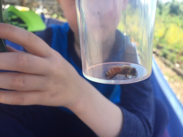 Bee captured inside clear container of bug vacuum toy for kids