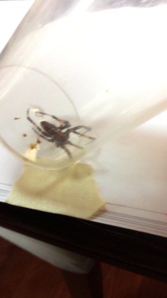 Spider caught inside bug vacuum clear container