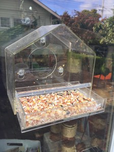 Nature Gear clear window bird feeder attached with suction cups as seen from outside with drawer open