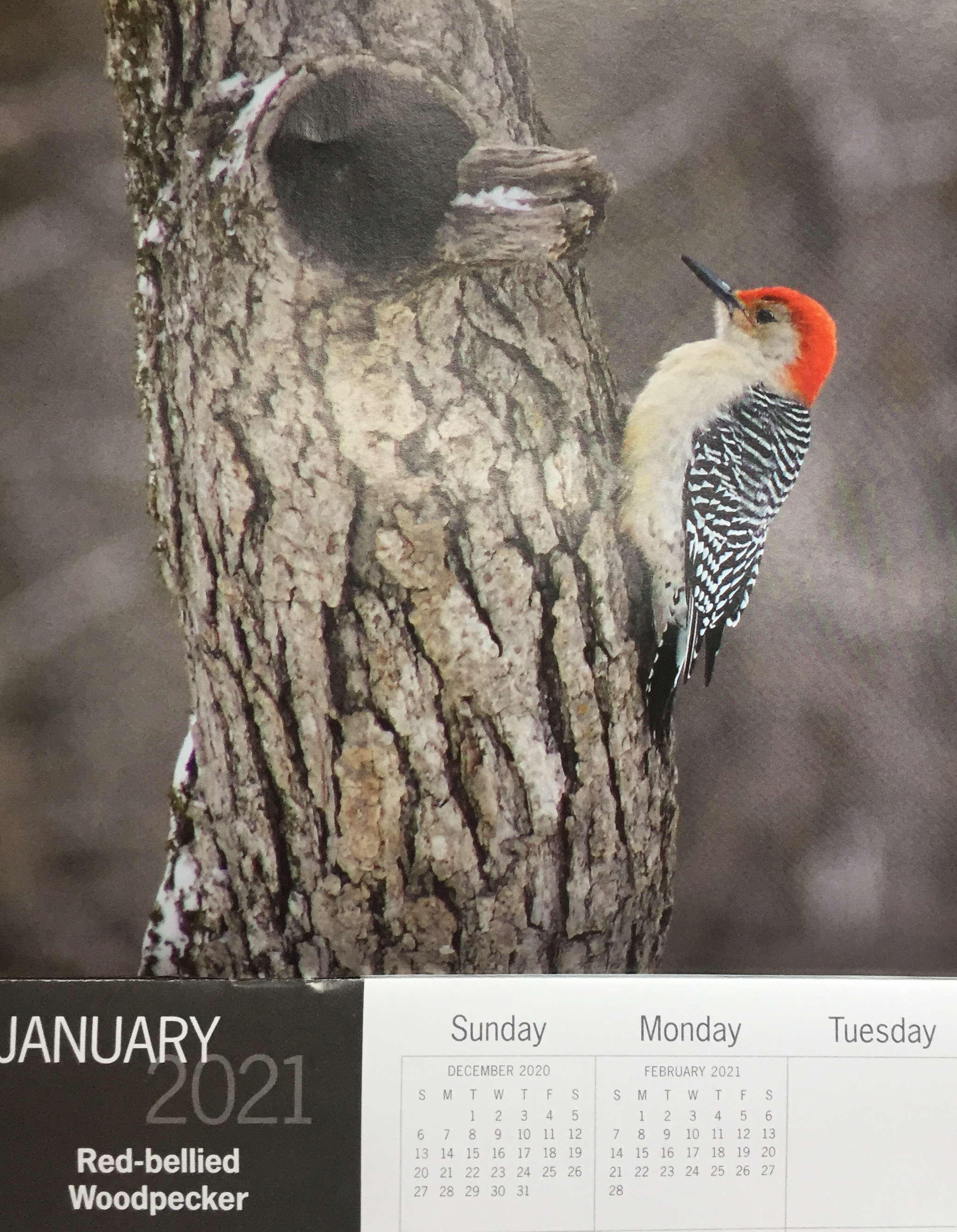 January 2021 calendar featuring red-bellied woodpecker