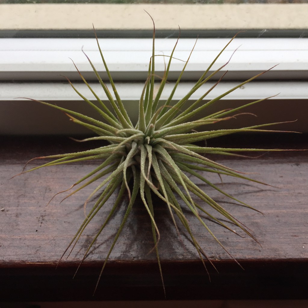 Easy Houseplants for&nbsp;Kids