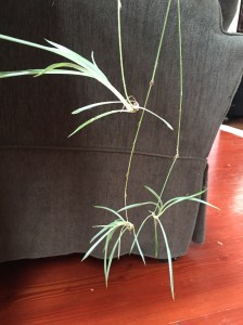 Spider plant babies hanging
