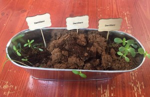 Dan & Darci paint and plant flower garden growing kit for kids tub with sprouts and wooden signs