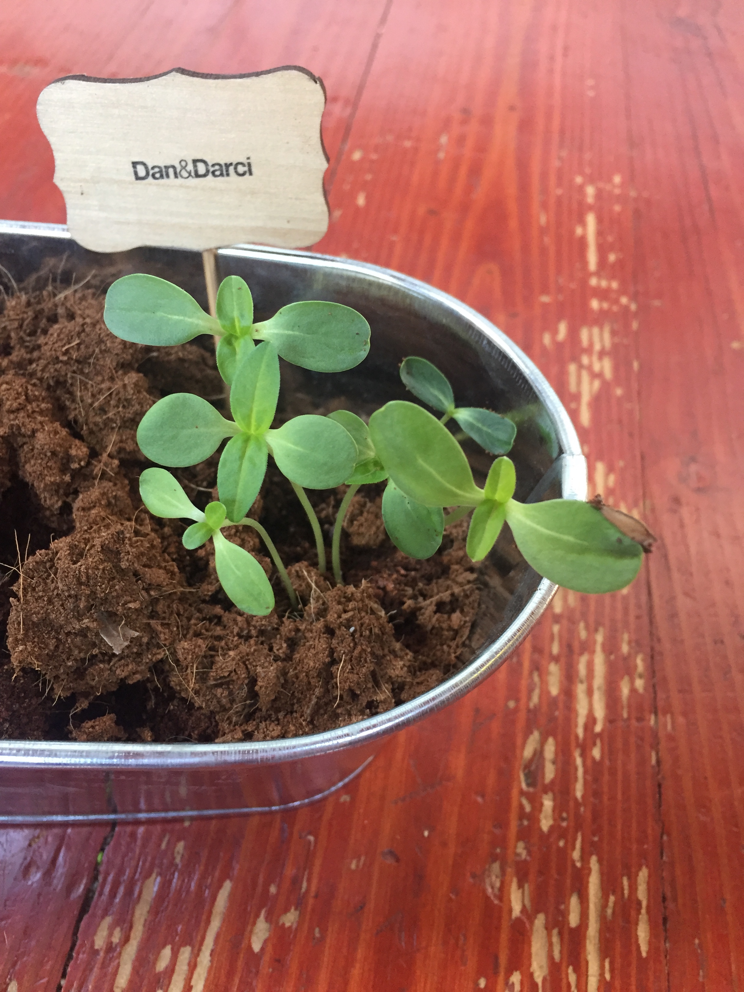 Paint and Plant Flower Garden Growing Kit for kids Dan & Darci