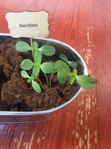 Paint and Plant Flower Garden Growing Kit for kids Dan & Darci