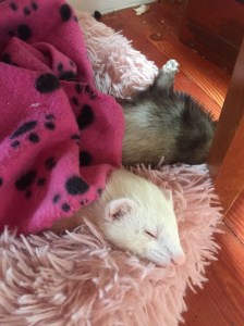 Ferrets sleeping in nononfish dog pet donut bed