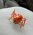 Hexbug Scarab in orange on white pillow