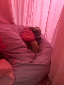 Dog on bean bag curled up inside