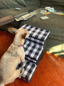 Chihuahua small dog mixed breed using Bundaloo Dog Steps with storage to