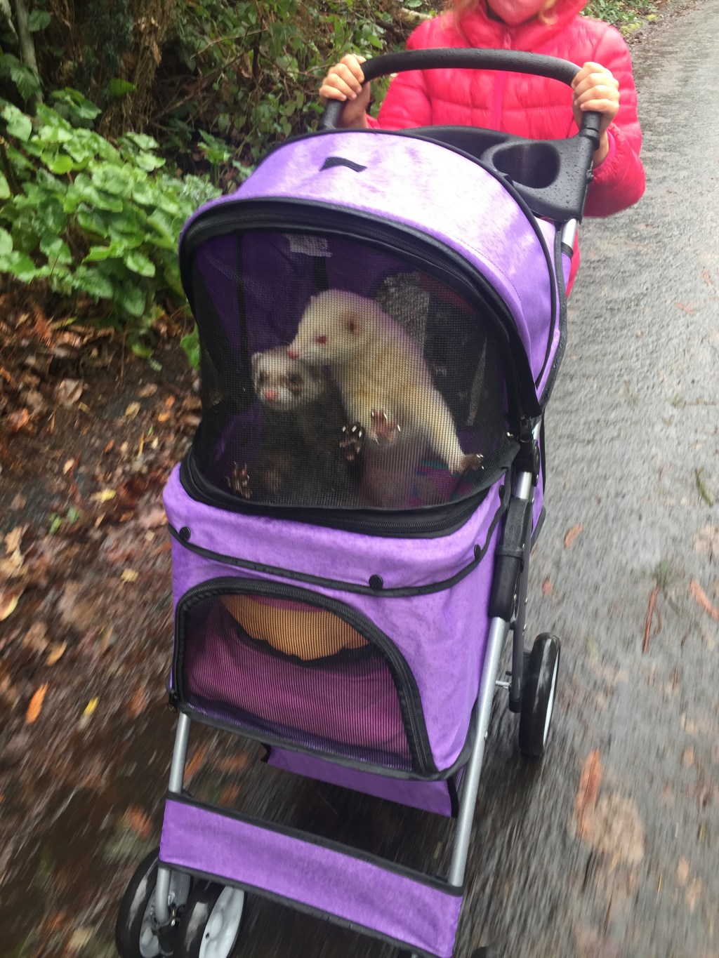 Pet Stroller