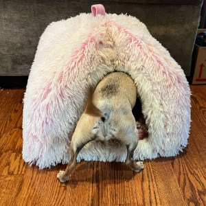 Whisker City Pink Ombre Fur Pyramid Cat Hut Bed with back half of Chihuahua dog sticking out