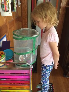 Girl watching butterflies in