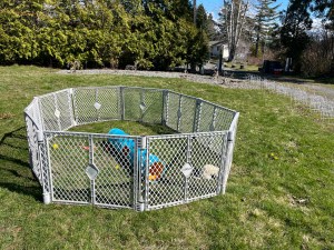 Toddleroo folding panel play yard set up on grass for pets