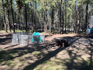 Toddleroo folding panel play yard in sand color set up at campsite with dog tent inside