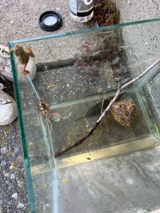 Frogs in old fish tank aquarium