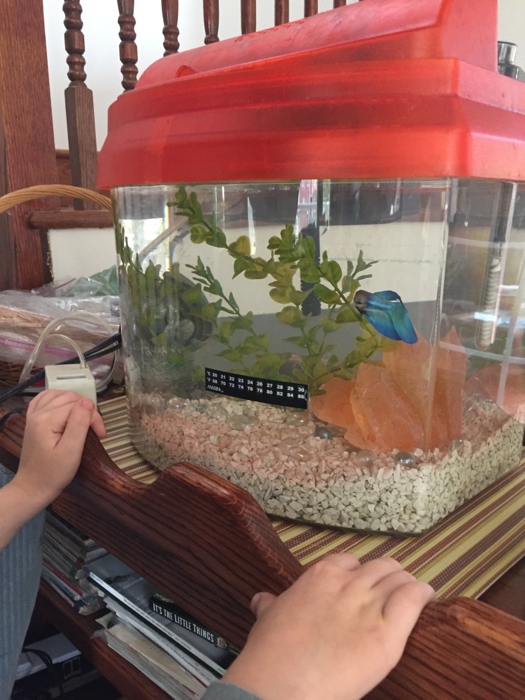 New Uses for Old Things: Aquariums