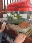 Child watching blue betta fish in orange lidded fish tank