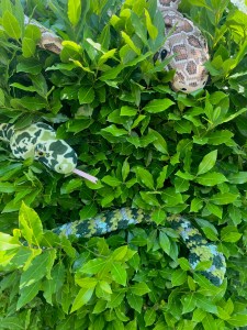 Stuffed camouflage snakes toys in bay leaf bush