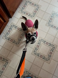 Chihuahua dog mix on hands free waist leash sitting in kitchen