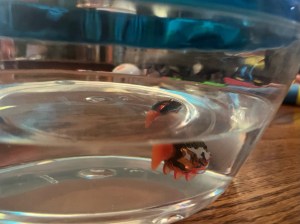 Robo Fish in aquarium water bowl sw