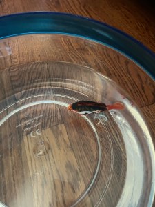 Robo Fish pet toy swimming in bowl of water