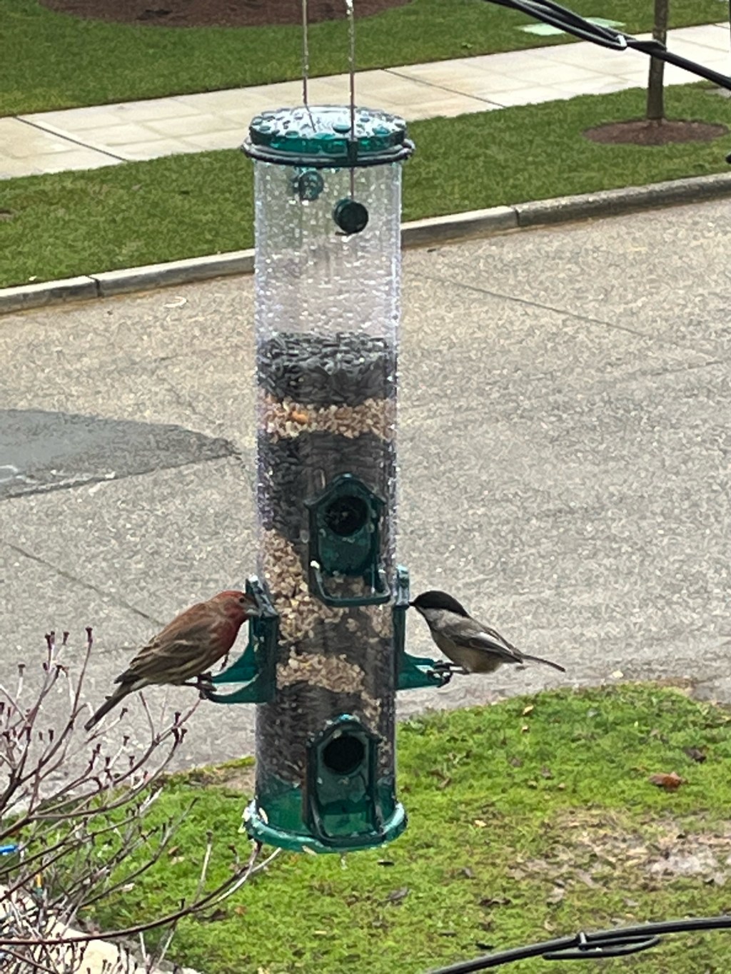 The Best Budget Bird Feeder