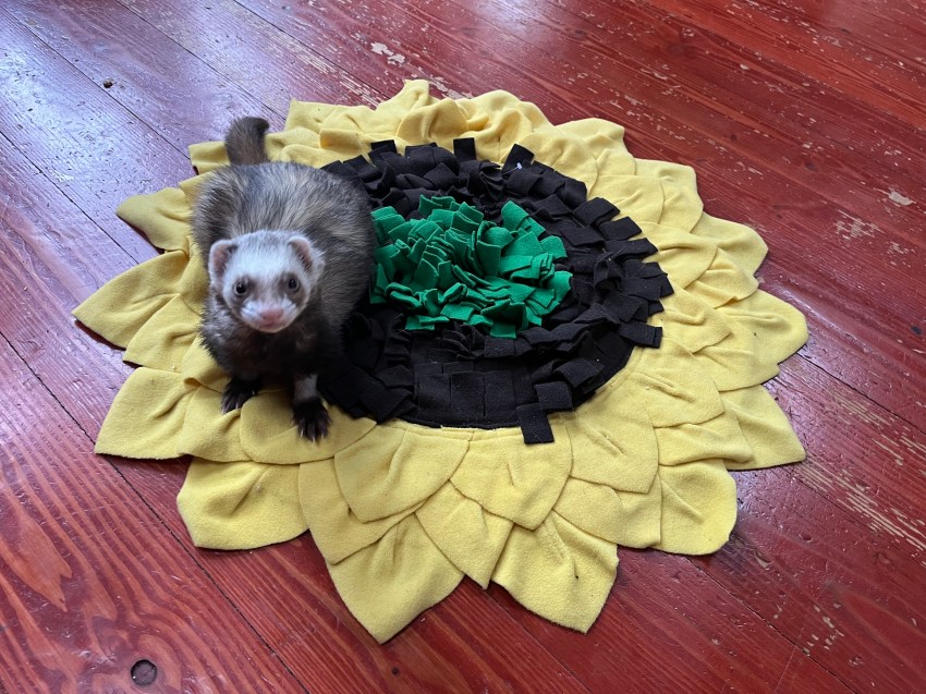 Sable ferret standing on sunflower snuffle mat for pets