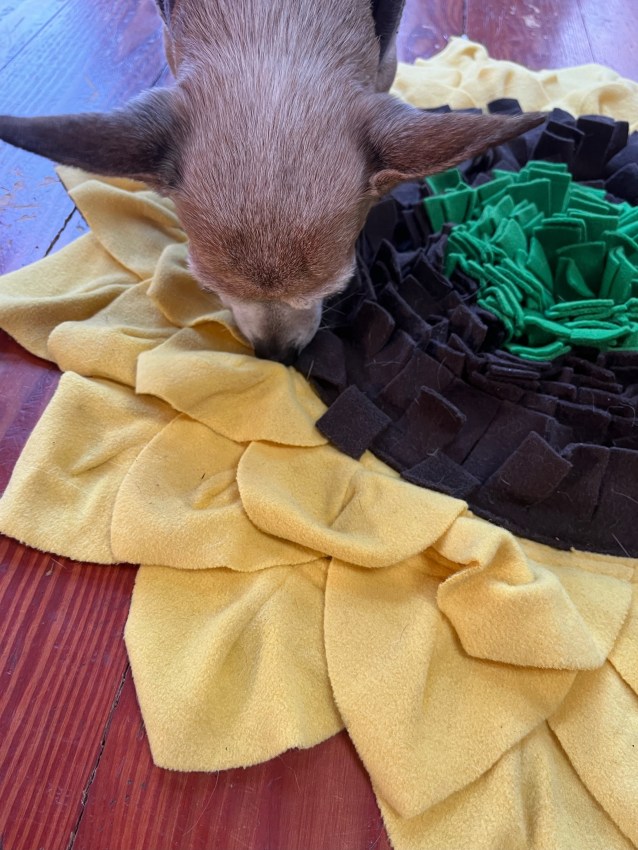 Chihuahua mix dog with big ears searching for treats in a sunflower snuffle mat for pets