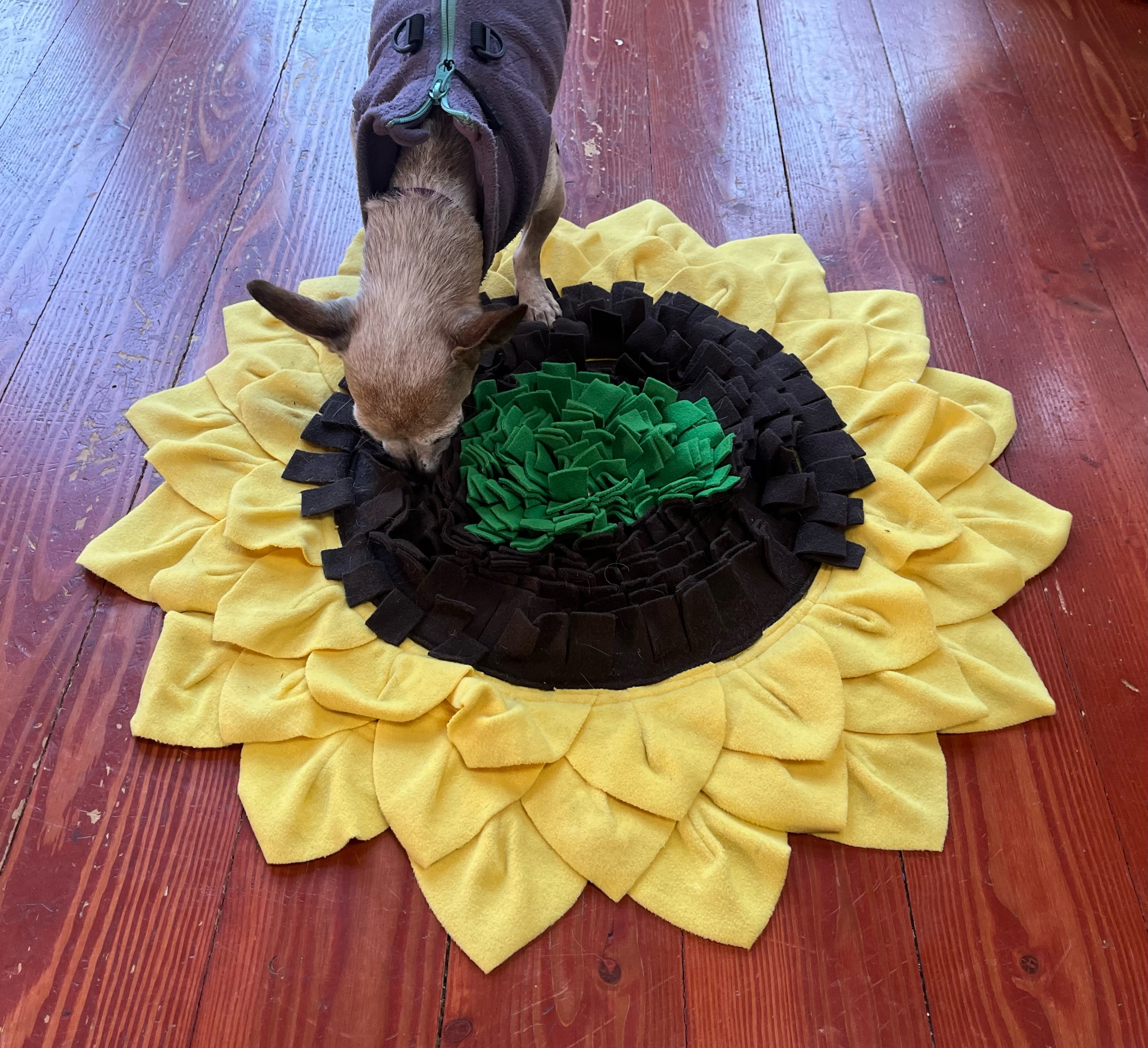 Small chihuahua mix dog searching for treats hidden in sunflower snuffle mat